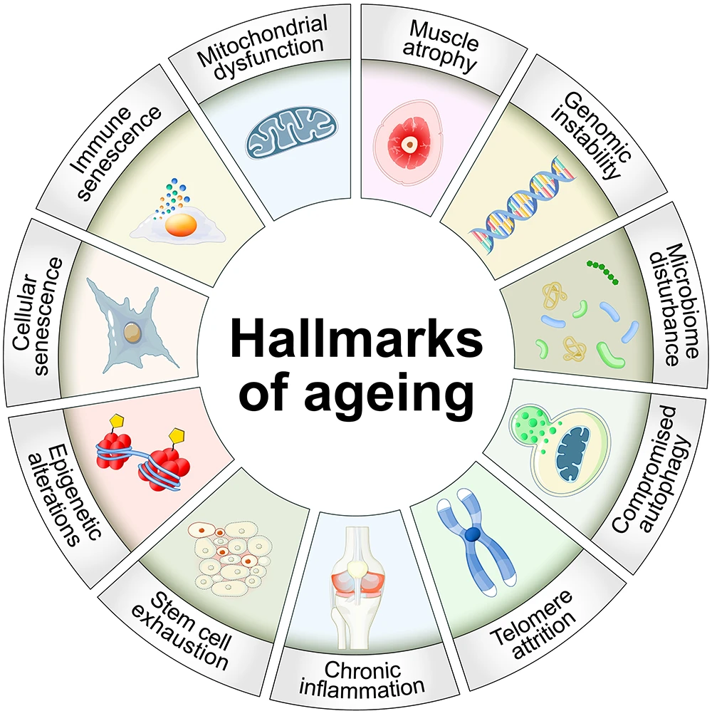Hallmarks of Ageing